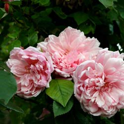 Rosa Albertine